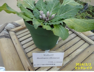 伝説の植物 マンドレイク マンドラゴラ が開花 あぐうのベランダ菜園で実験中