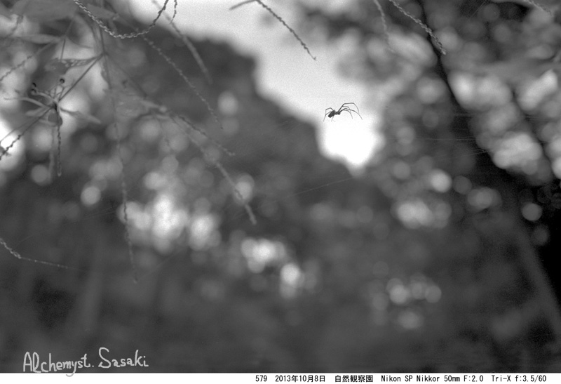 蜘蛛579-18
