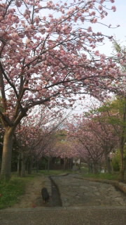 八重桜♪