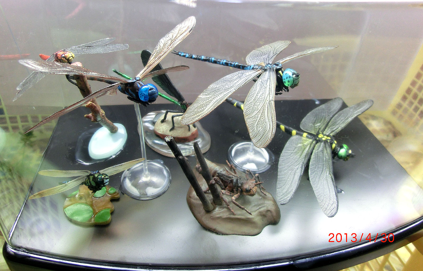 原色日本昆虫図鑑シリーズ - トンボとヤゴの世界