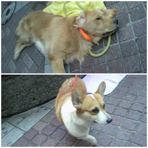 横浜の犬