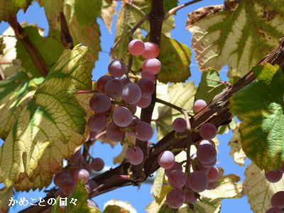 DSC_0392-grape.jpg