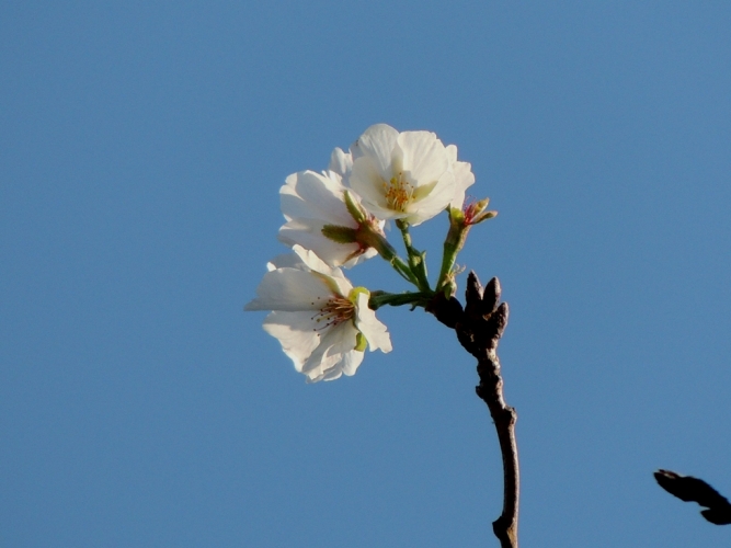 桜咲いて
