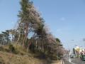八木山動物公園　桜