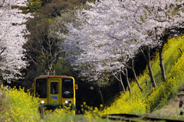 2009年4月上旬 いすみ鉄道 総元～西畑