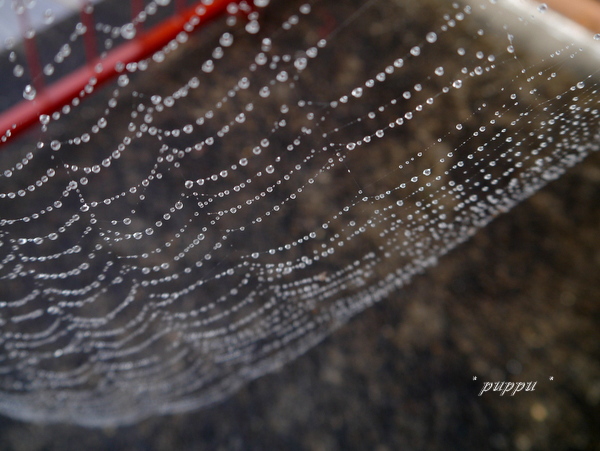 蜘蛛の糸と雨