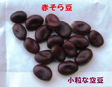 空豆３種 (2)
