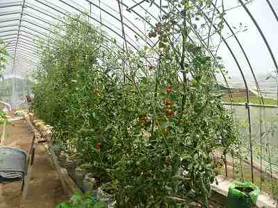 肥料袋栽培のミニトマト