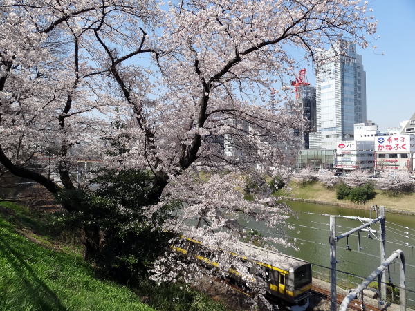 外濠公園の桜並木 市ヶ谷 飯田橋 散歩風景 東京近郊の散策記