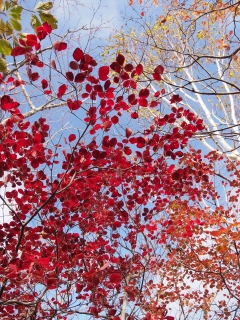 明神岳の紅葉