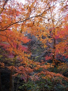 花貫渓谷の紅葉 紅葉並木