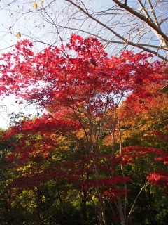 花貫渓谷の紅葉 不動滝付近