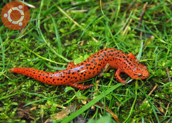 Ubuntu 13.10 Saucy Salamander